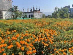 चितवनमा सयपत्री फूलखेती गर्ने घटे